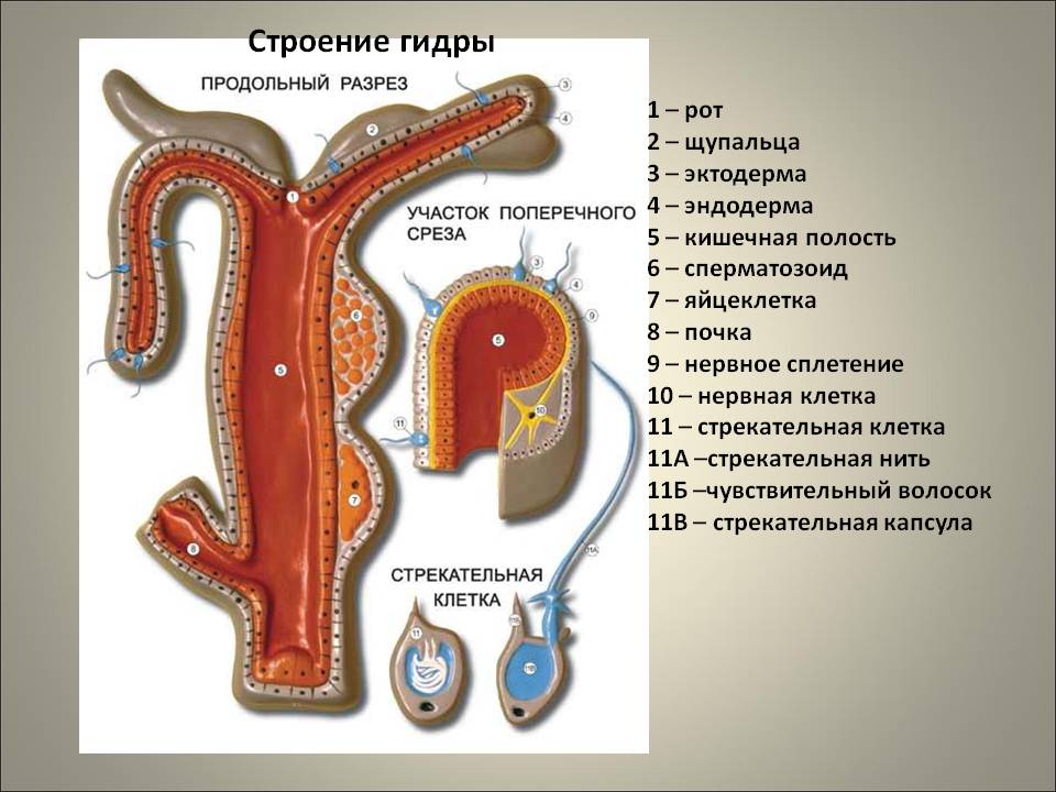 Действующая ссылка на кракен